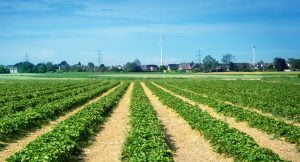 Anfahrt zum Erdbeerhof Dahmen von Düsseldorf