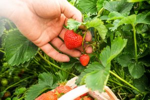 Strawberry Picking near Düsseldorf & Cologne | German Farm Experience 2026