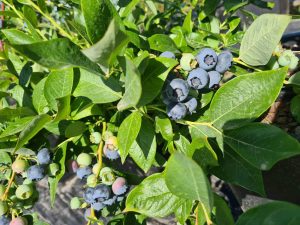 Was kostet Blaubeeren pflücken?