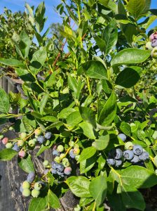 Northern Highbush vs. Southern Highbush Heidelbeeren