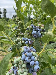 Heidelbeeren selbst pflücken bei Mönchengladbach