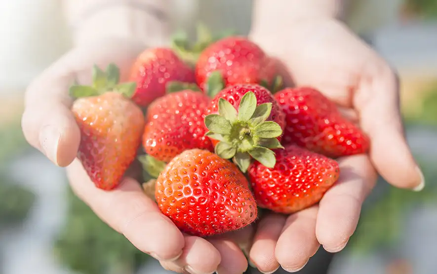 handvoll Erdbeeren super toll