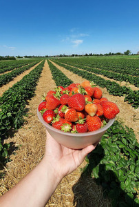 Erdbeeren pflücken bei Köln 2026