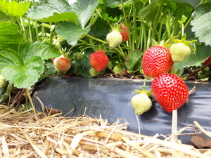 قطف الفراولة للعائلات في ألمانيا