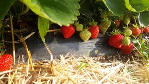 zelf aardbeien plukken bij Erdbeerhof Dahmen
