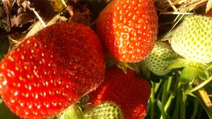 Erdbeeren pflücken Mönchengladbach