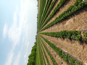 Erdbeeren pflanzen – wann