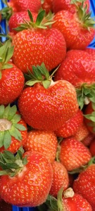 Marshal cultivar information