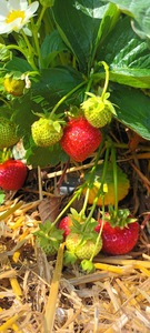 Erdbeeren pflücken Bonn