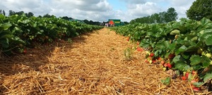 aardbeien plukken in Duitsland