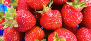 Erdbeeren selbst pflücken bei Wuppertal