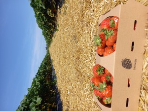 딸기 따기 독일 독일 딸기 체험 strawberry picking germany 딸기 농장 독일 düsseldorf strawberry picking 독일 농장 체험