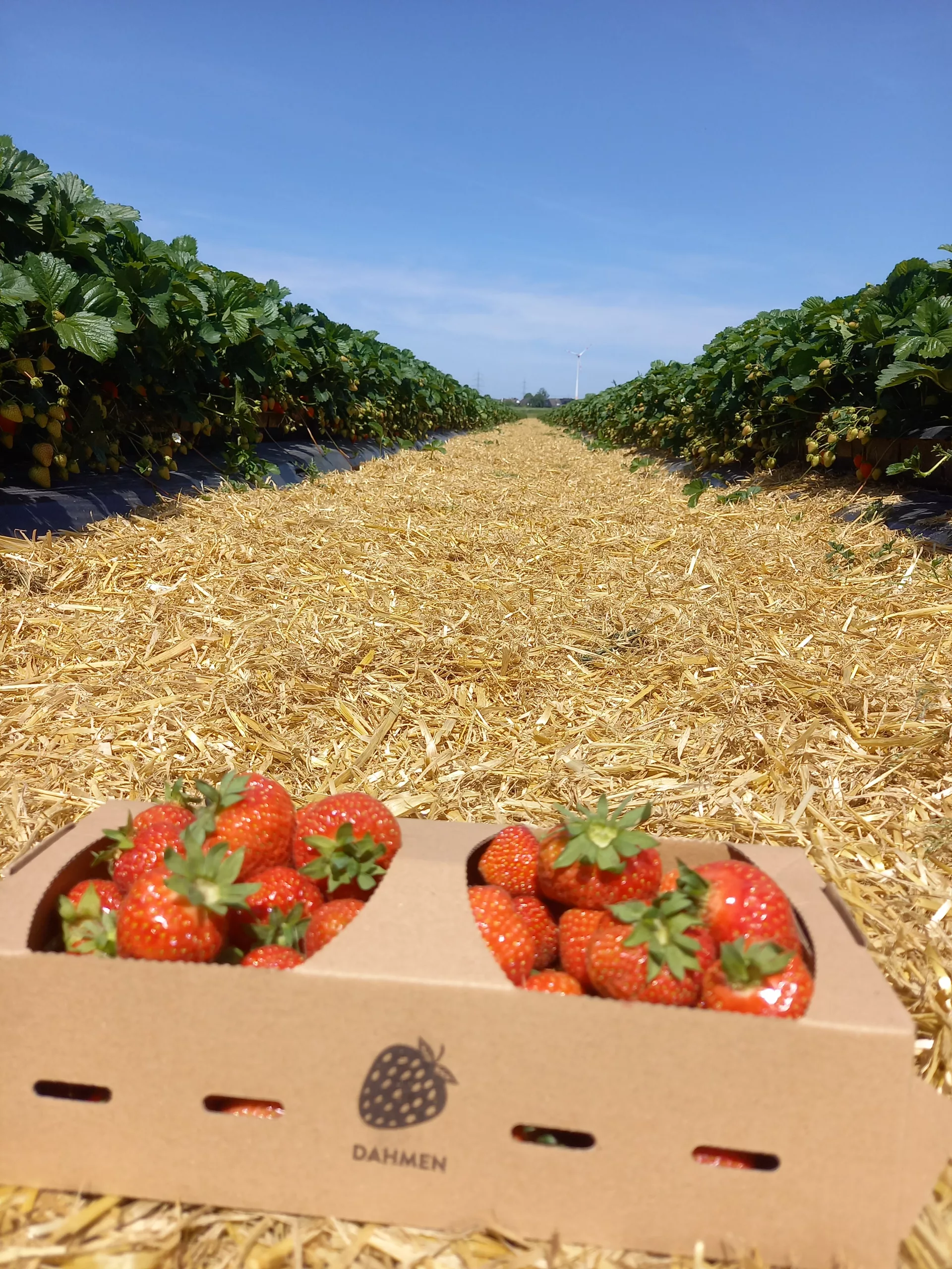딸기 따기 독일 독일 딸기 체험 strawberry picking germany 딸기 농장 독일 düsseldorf strawberry picking 독일 농장 체험