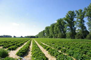 ドイツ いちご狩り Erdbeerhof Dahmen